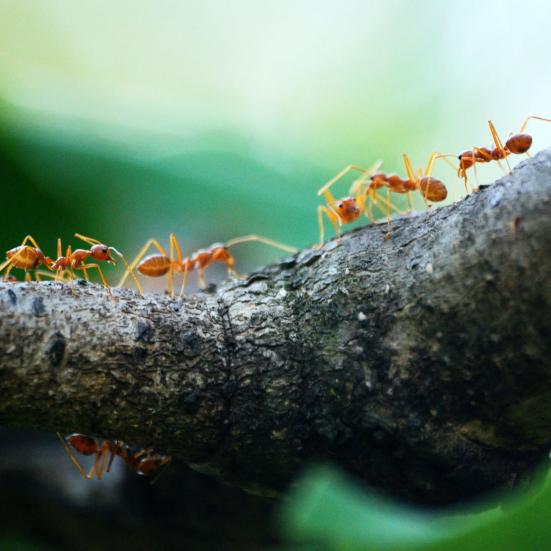 Røde myrer vandrer på en gren i skoven