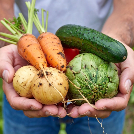 Grøntsager strakt frem i hænder