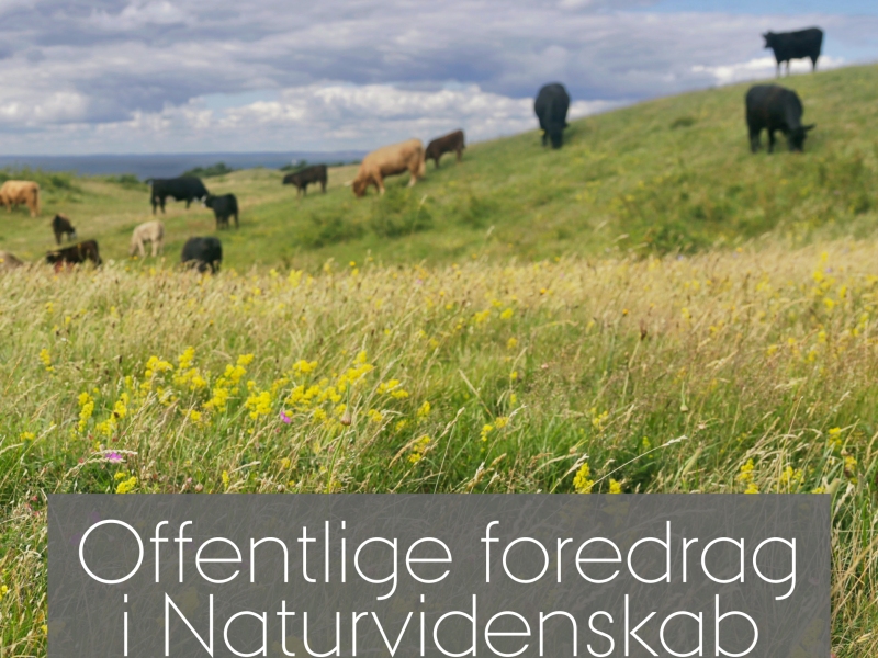 Vild natur? - Foredrag fra Aarhus universitet om fortid og fremtid