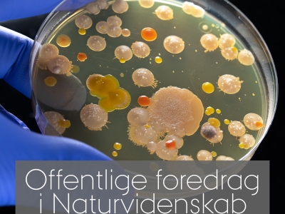 Petriskål med bakterier 