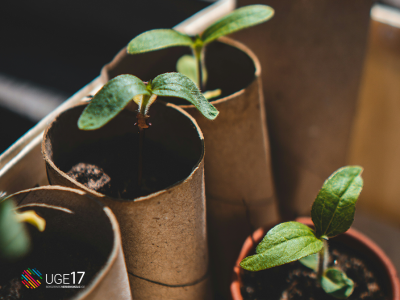 nogle spirer i potter af toiletruller