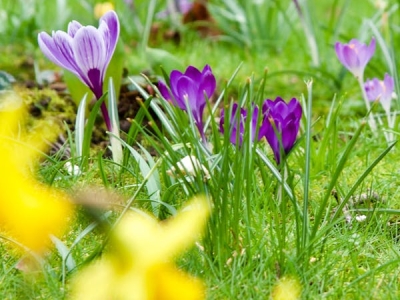 Lilla krokus i græs