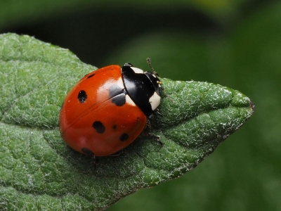 Mariehøne på grønt blad