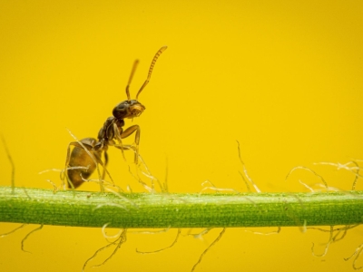 Myre på gul baggrund