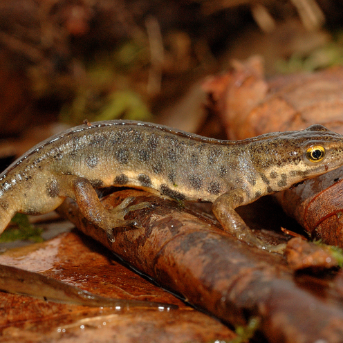 salamander