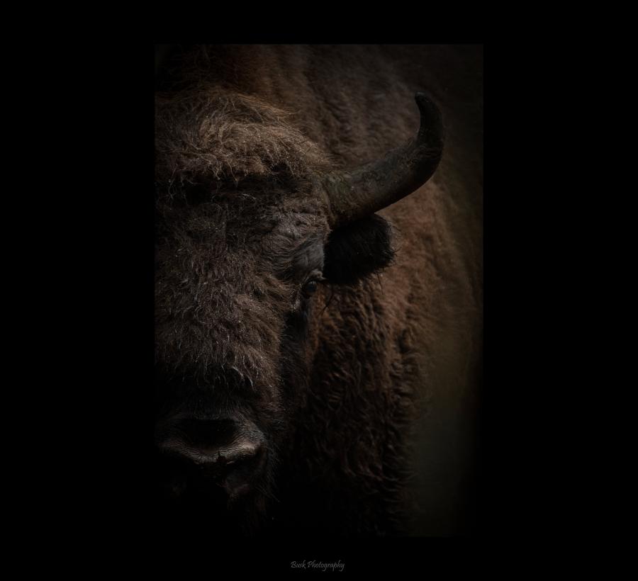 Bison i mørket