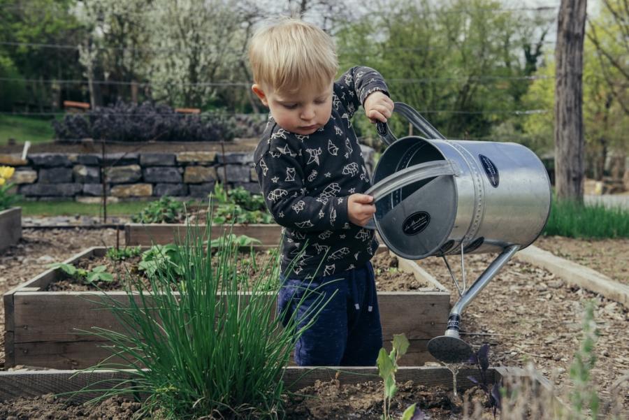 Lille dreng vander planter i et højbed med en stor vandkande af zink