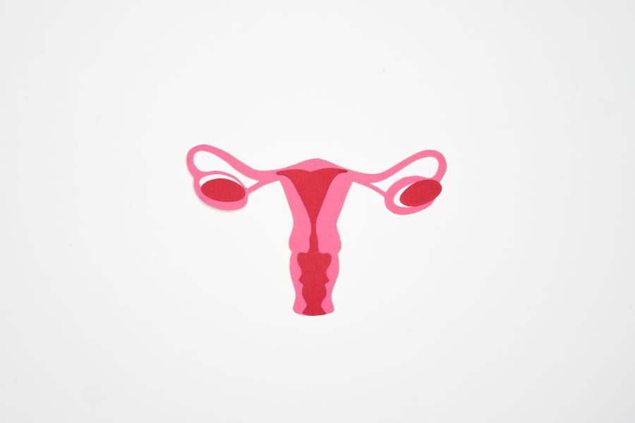 grafisk tegning af livmoder