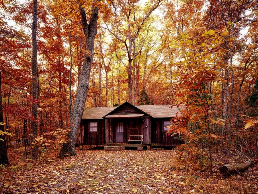 en hytte i en skov